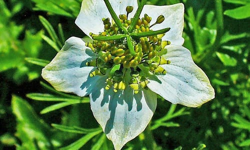 Nigelle (Nigella sativa)