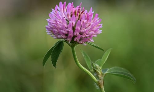 Rode klaver BIO (Trifolium pratense)