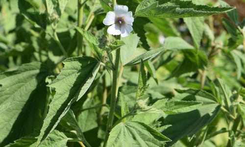 Heemst (Althaea officinalis)