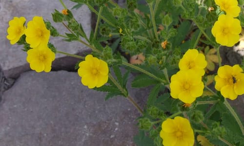 Rechte ganzerik (Potentilla recta)