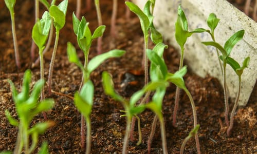 Zaden.eco is nu biologisch gecertificeerd