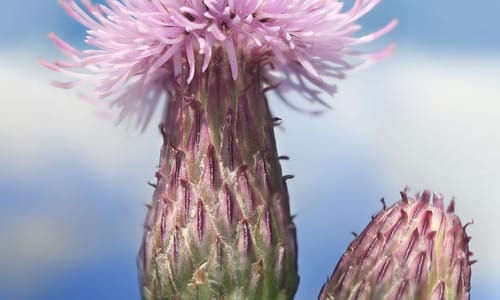 Akkerdistel (Cirsium arvense)