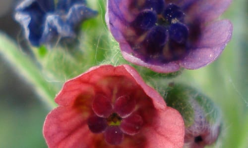 Veldhondstong (Cynoglossum officinale)