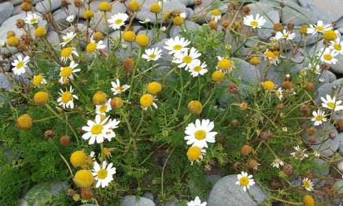 Reukeloze kamille (Tripleurospermum maritimum)