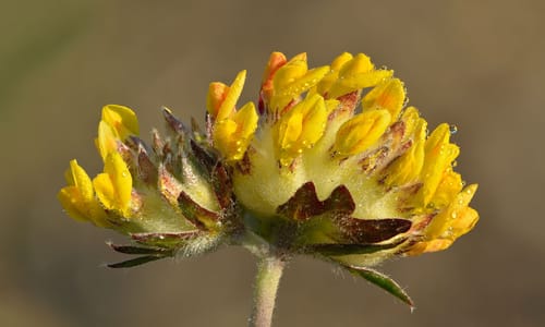 Wondklaver (Anthyllis vulneraria)