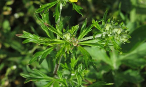 Viltganzerik (Potentilla argentea)