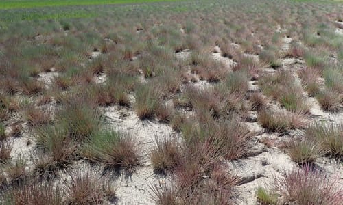 Buntgras (Corynephorus canescens)