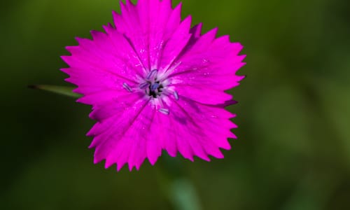 Kartuizer anjer (Dianthus carthusianorum)