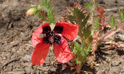 Ruige klaproos (Papaver argemone)