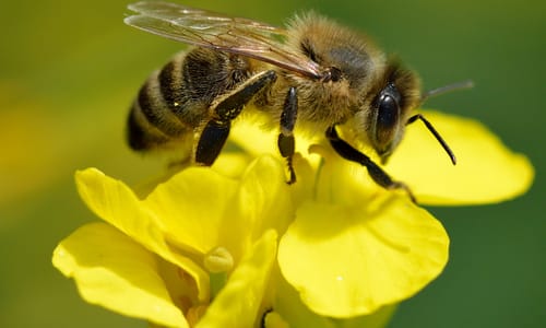 Koolzaad (Brassica napus)