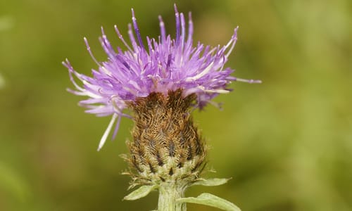 Zwart knoopkruid (Centaurea nigra)