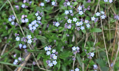 Bosvergeet-mij-nietje (Myosotis sylvatica)