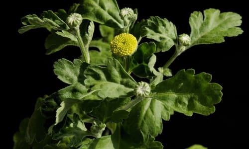 Moederkruid (Tanacetum parthenium)