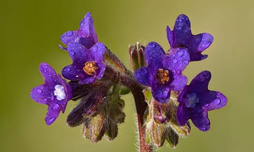 Gewone ossentong (Anchusa officinalis)