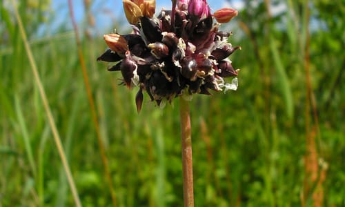 Slangenlook (Allium scorodoprasum)