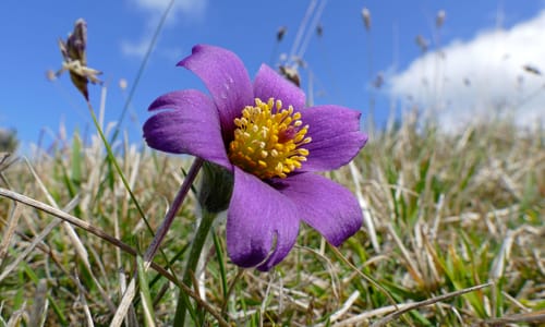 Wildemanskruid (Pulsatilla vulgaris)