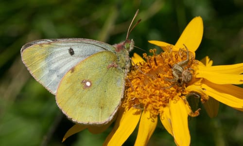 Valkruid (Arnica montana)