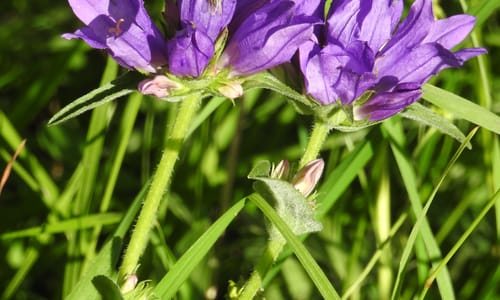Kluwenklokje (Campanula glomerata)