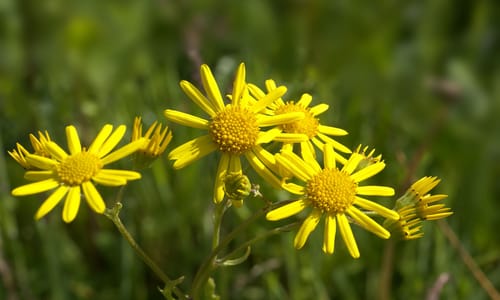 Waterkruiskruid (Jacobaea aquatica)