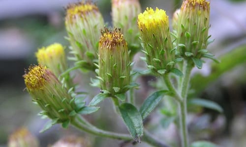 Donderkruid (Inula conyzae)