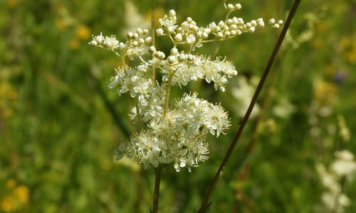 Moerasspirea (Filipendula ulmaria)
