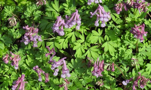 Vingerhelmbloem (Corydalis solida)