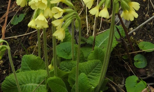 Slanke sleutelbloem (Primula elatior)