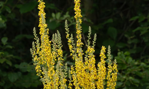 Zwarte toorts (Verbascum nigrum)