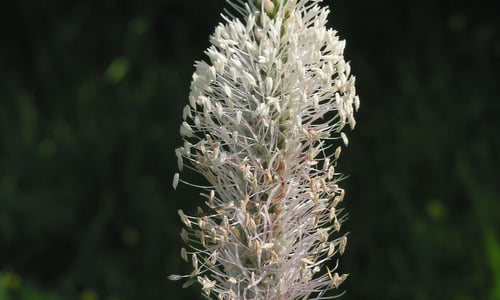 Ruige weegbree (Plantago media)