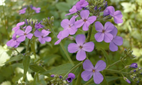 Damastbloem (Hesperis matronalis)