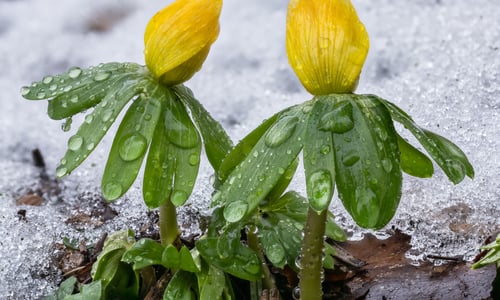 Winterakoniet (Eranthis hyemalis)