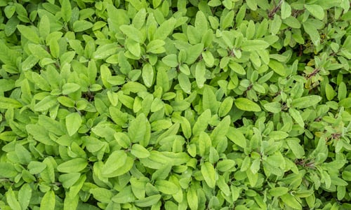 Echte salie (Salvia officinalis)