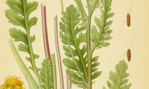 Gewoon jakobskruiskruid (Jacobaea vulgaris ssp. vulgaris)