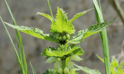 Lamium album (Witte dovenetel)