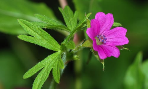 Slipbladig ooievaarsbek (Geranium dissectum)