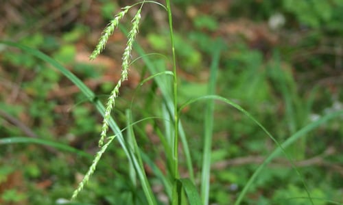 Boszegge (Carex sylvatica)