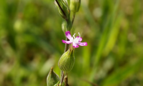 Kegelsilene (Silene conica)