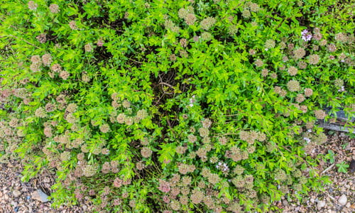 Kleine tijm (Thymus serpyllum)