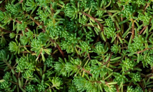 Tripmadam (Sedum rupestre)