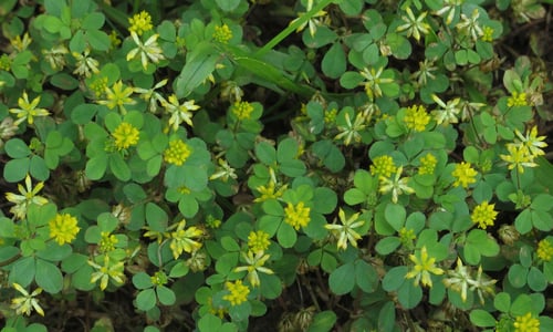 Kleine klaver (Trifolium dubium)