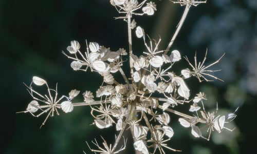 Kleine bevernel (Pimpinella saxifraga)