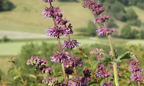 Kranssalie (Salvia verticillata)