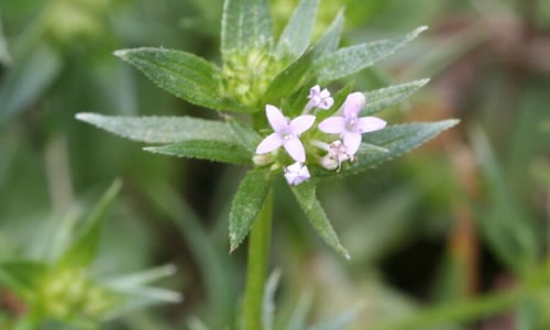 Blauw walstro (Sherardia arvensis)