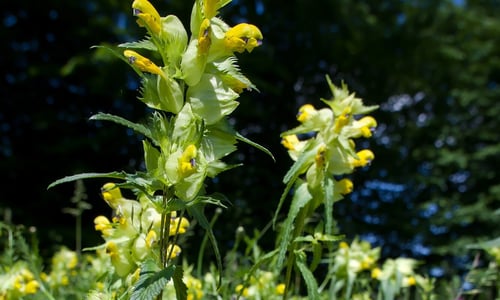 Grote ratelaar BIO (Rhinanthus angustifolius)
