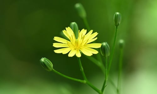 Akkerkool (Lapsana communis)