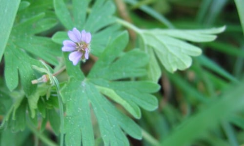 Kleine ooievaarsbek (Geranium pusillum)
