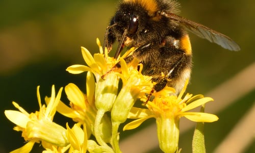 Echte guldenroede (Solidago virgaurea)