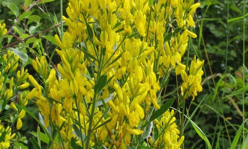 Verfbrem (Genista tinctoria)