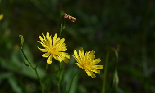 Vertakte leeuwentand (Scorzoneroides autumnalis)