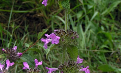 Borstelkrans (Clinopodium vulgare)